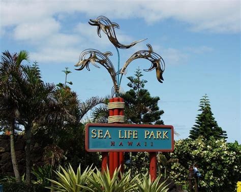 Sea Life Park - A Popular Hawaii Tourist Attraction | Only In Hawaii