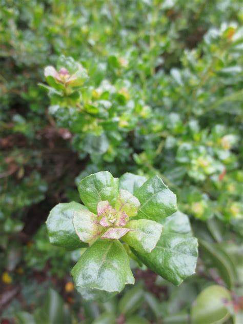 Baccharis pilularis, Coyote Bush – Larner Seeds