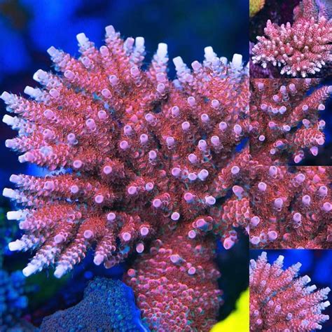 WWC 500 Degree | World wide corals, Reef tank, Aqua culture