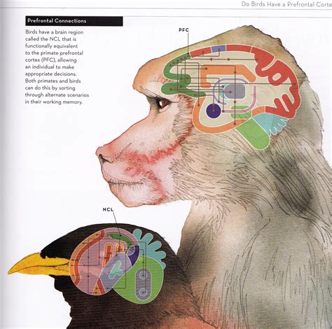 How birds think