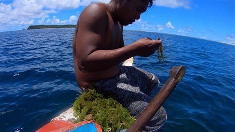 Harvesting Sea Grapes In Borongan Philippines and Boat Failure - YouTube