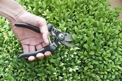 Holly Pruning: Find Out How To Trim A Holly Bush | Gardening Know How