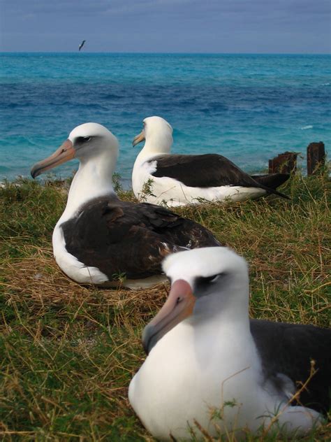 Laysan albatross nesting | Midway Atoll National Wildlife Re… | Flickr