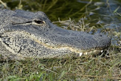 File:Alligator mississippiensis, Florida.jpg - Wikimedia Commons