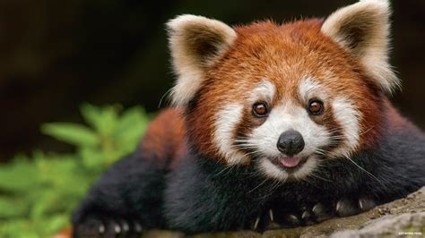 Red Panda - NWF | Ranger Rick