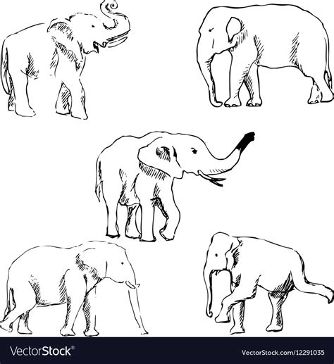 Elephants a sketch by hand pencil drawing Vector Image