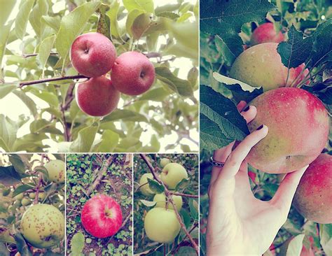 Favorite Thing: Autumn Apple Picking - Aunt Peaches