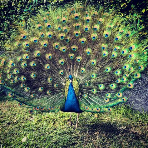 Best Peacock Tail Stock Photos, Pictures & Royalty-Free Images - iStock