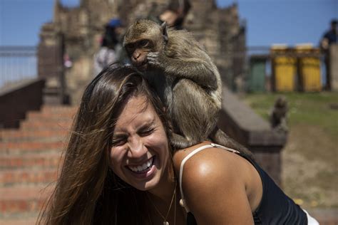 Primate banquet: Lopburi Monkey Festival celebrates reopening | Daily Sabah