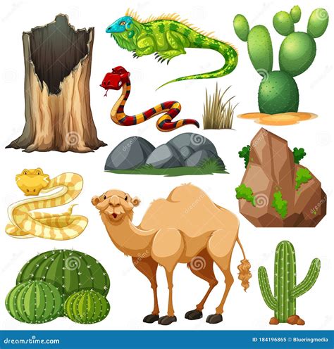 Animales Y Plantas Del Desierto