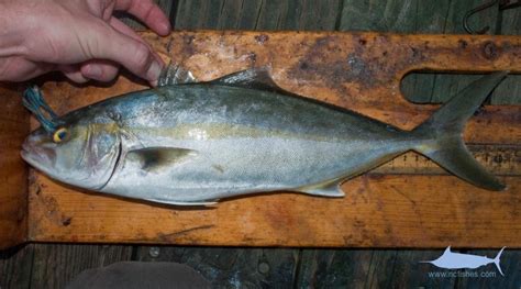 Amberjack Identification » NCFishes.com