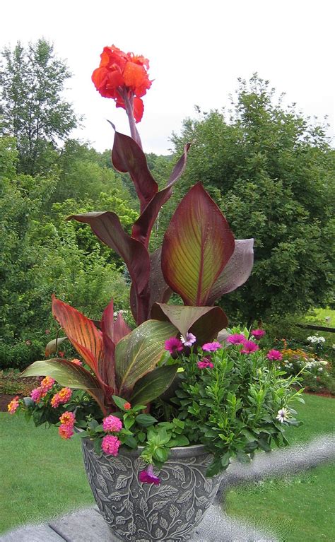 43 Landscaping Ideas With Cannas : Garden Design