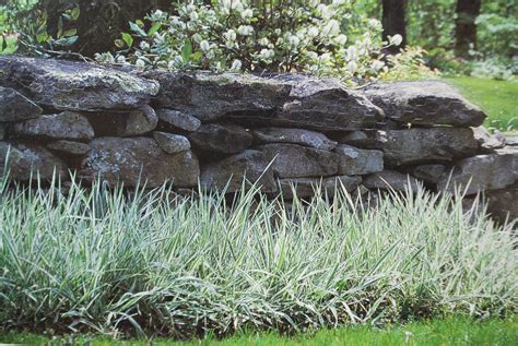 Phalaris Arundinacea Feesy | Emerald Plants