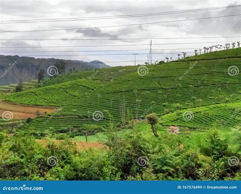 Green Area Nature Beauty UTI India Tourism Stock Image - Image of india ...