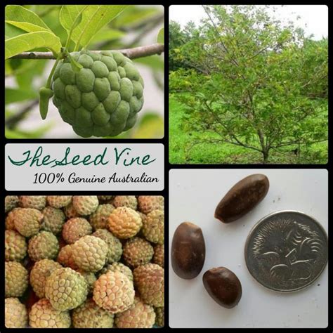 Annona squamosa - Custard Apple - The Seed Vine