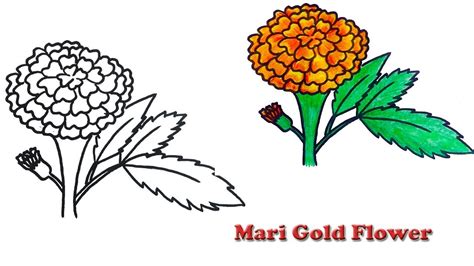 How to draw a realistic Marigold Flower easy and simple - YouTube