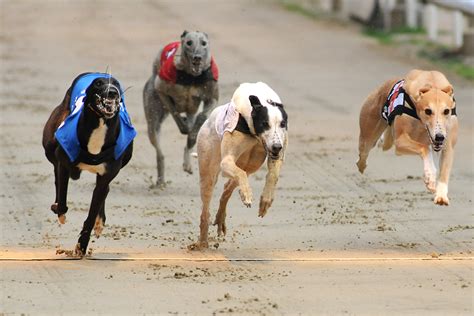 BEN'S BLOG: 'An official announcement regarding the 2016 Greyhound ...