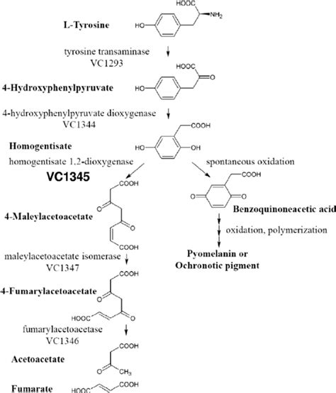 Catabolic pathway of tyrosine metabolism and representative genetic... | Download Scientific Diagram