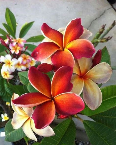 5 Rare Dark Orange Plumeria Seeds Plants Flower Lei Hawaiian Fragrant ...