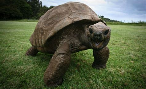 This 189-Year-Old Tortoise Is The Oldest Animal In The World - The Dodo