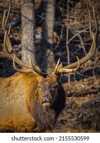 Large Bull Elk Wide Antlers Stock Photo 2155530599 | Shutterstock