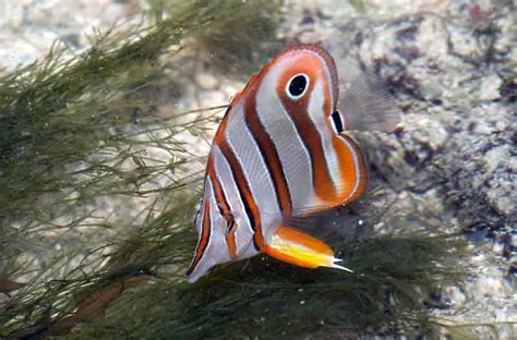 Copperband Butterflyfish (Chelmon rostratus) Care Guide - Solahart Handal