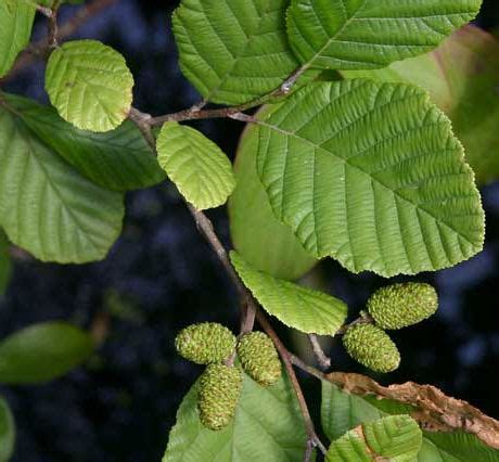 Shrubs at the FWG – OFNC