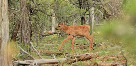 Be Safe Out There: Tips for Viewing Arizona Wildlife