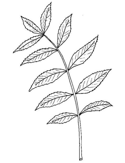 Biological Drawing of Ash Leaf | Resources for Biology Education by D G ...