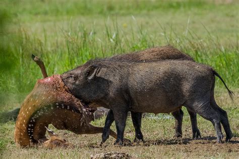 Sus scrofa | Tropical Herping