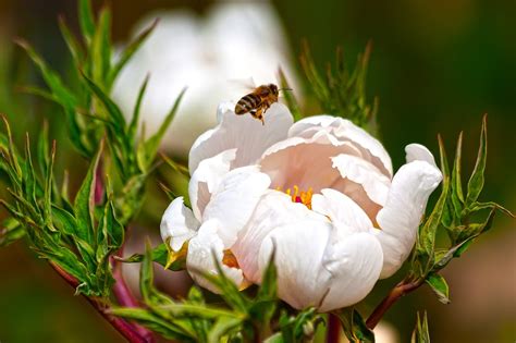 An Amazing List of Flowers that Bloom All Year Round | Pansy Maiden