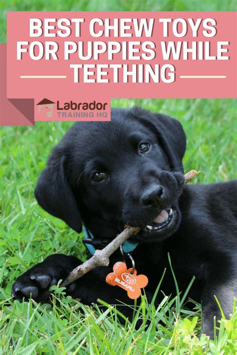 Best Chew Toys for Puppies while Teething