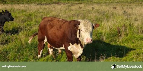 1 Pedigree Hereford Breeding Bull | SellMyLivestock - The Online Livestock Marketplace