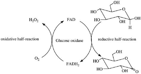 Schematic diagram for the oxidation of β-D-glucose, as catalysed by... | Download Scientific Diagram