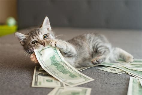 How Much Is Pet Insurance For A Cat, And Is It Really Worth It? - All About Cats