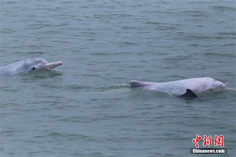 Endangered Chinese white dolphins spotted- China.org.cn