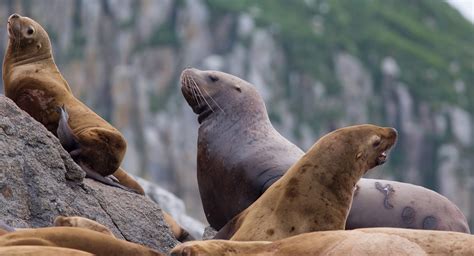 Jeremy Bears: Kenai Fjords National Park, July 2013