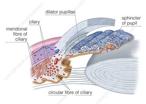 Ciliary musculature of eye - Stock Image - C020/0344 - Science Photo Library