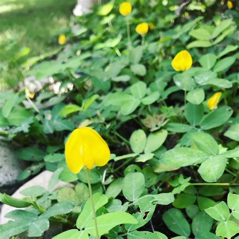 Arachis pintoi, Pinto peanut in GardenTags plant encyclopedia