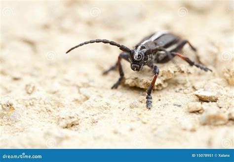 Black roach stock image. Image of insect, sand, close - 15078951