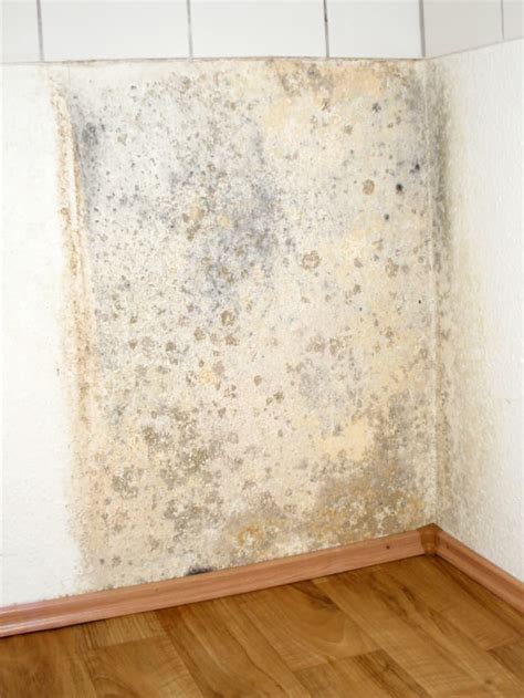 MOLD ON INTERIOR WALLS? 16 IMPORTANT THINGS YOU NEED TO KNOW - Branch ...