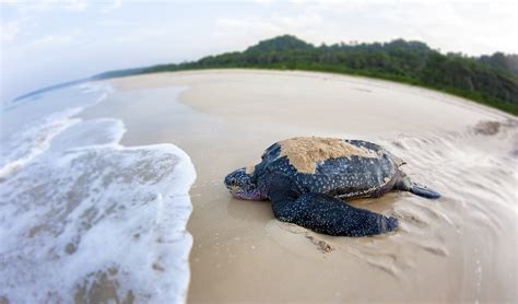 Andaman and Nicobar Islands – Long Term Ecological Observatories (LTEO ...