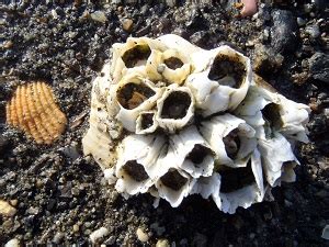 Barnacles & Crabs - Glacier Bay National Park & Preserve (U.S. National Park Service)