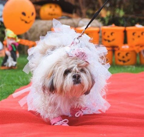 60+ Cute Shih Tzu Dogs in Halloween Costumes | Page 12 of 13 | The Paws