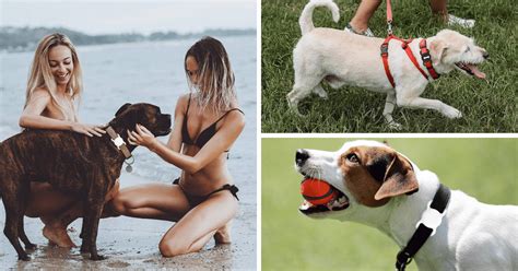 The Top 5 Air Tag Dog Collars For Tech-Savvy Pups!