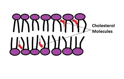 Cholesterol Molecule In Cell Membrane