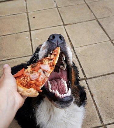 17 Dogs With a Healthy Appreciation for Pizza | Cuteness