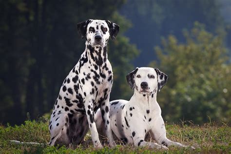 Do Dalmatian Spots Get Darker