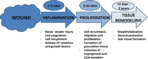 Surgical Wound Healing Stages