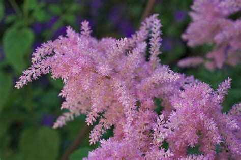 The 5 Best Ornamental Flowering Plants That Grow in the Shade - Dengarden